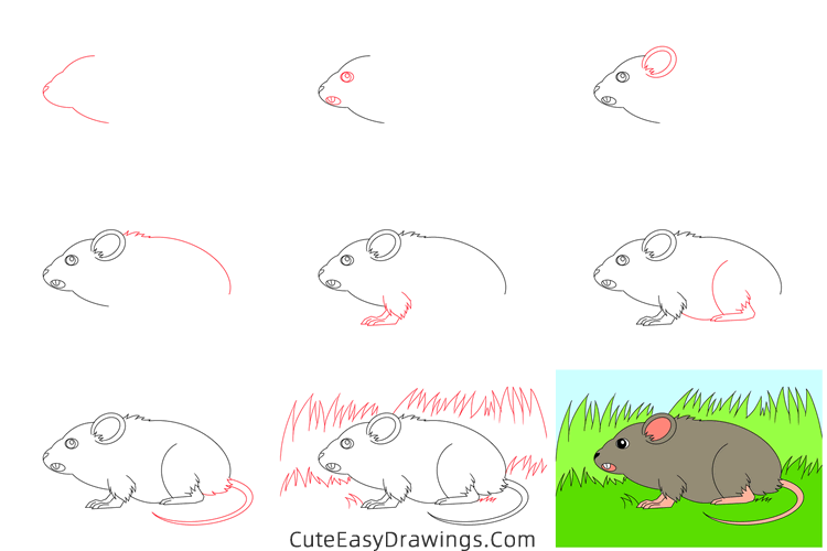 how to draw a meadow vole - www.cuteeasydrawings.com