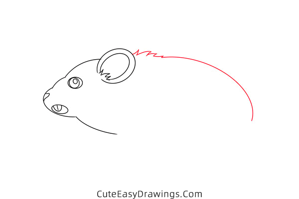 how to draw a meadow vole - www.cuteeasydrawings.com