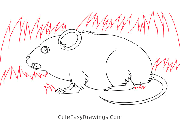 how to draw a meadow vole - www.cuteeasydrawings.com