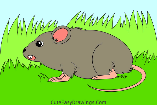 how to draw a meadow vole - www.cuteeasydrawings.com