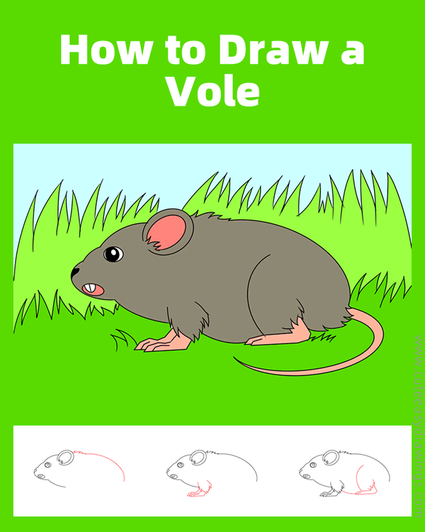 how to draw a meadow vole - www.cuteeasydrawings.com