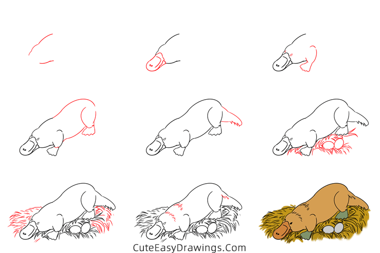 how to draw a platypus - www.cuteeasydrawings.com