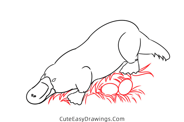 how to draw a platypus - www.cuteeasydrawings.com