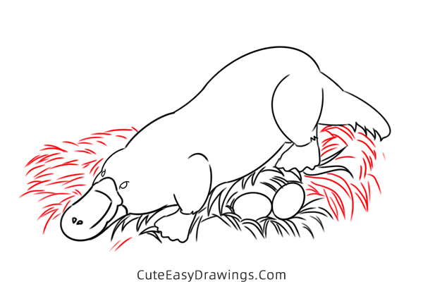 how to draw a platypus - www.cuteeasydrawings.com