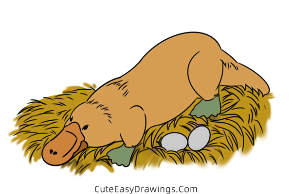 how to draw a platypus - www.cuteeasydrawings.com