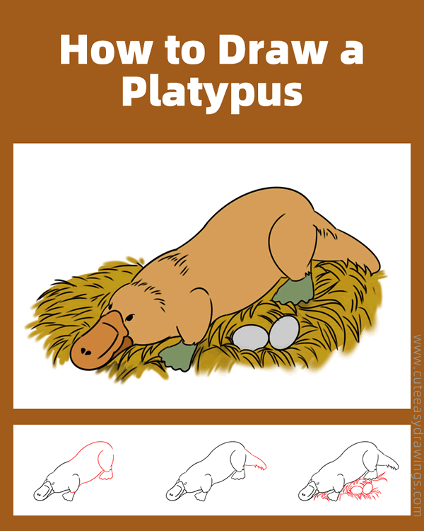 how to draw a platypus - www.cuteeasydrawings.com