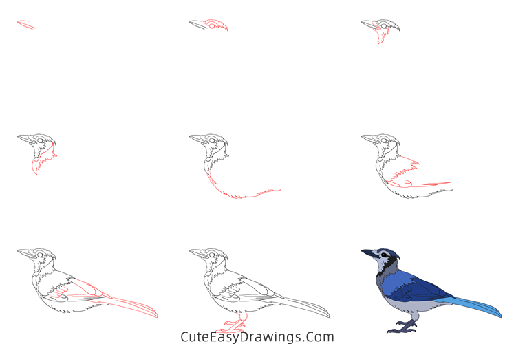 how to draw a blue jay - www.cuteeasydrawings.com