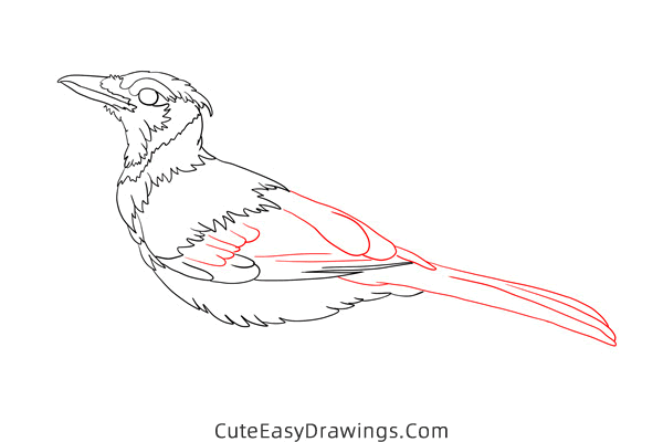 how to draw a blue jay - www.cuteeasydrawings.com