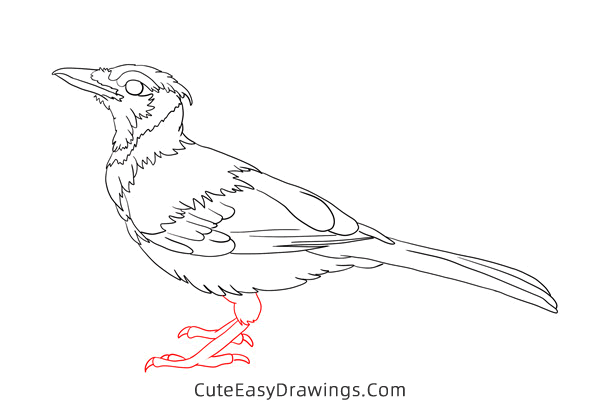 how to draw a blue jay - www.cuteeasydrawings.com