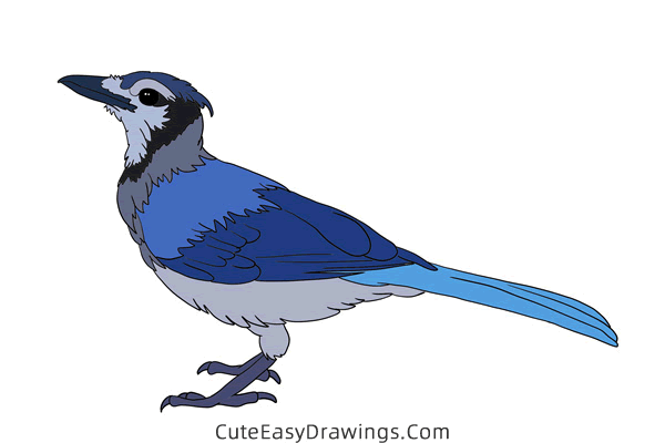 how to draw a blue jay - www.cuteeasydrawings.com