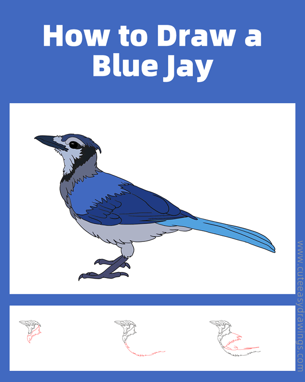 how to draw a blue jay - www.cuteeasydrawings.com