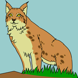 How to Draw a Lynx Easy Step by Step