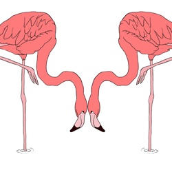 How to Draw a Pair of Flamingos Step by Step