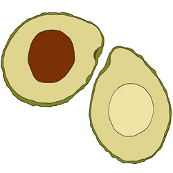 How to Draw an Avocado Easy Step by Step