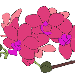 How to Draw an Orchid Step by Step