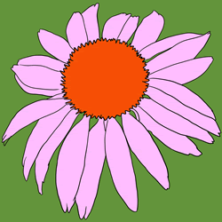 How to Draw an Echinacea Flower Step by Step