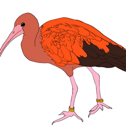 How to Draw an Ibis Step by Step