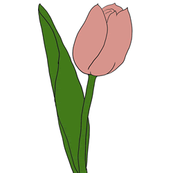 How to Draw a Realistic Tulip Flower Step by Step