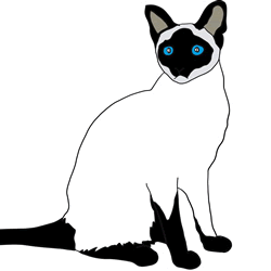 How to Draw a Siamese Cat Step by Step