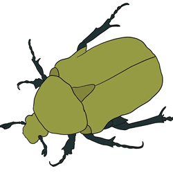 How to Draw a Scarab Beetle Step by Step