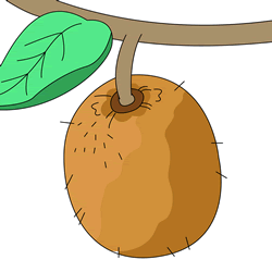 How to Draw a Kiwi Fruit Step by Step