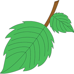 How to Draw a Leaf Step by Step