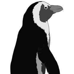 How to Draw a Realistic Penguin Step by Step