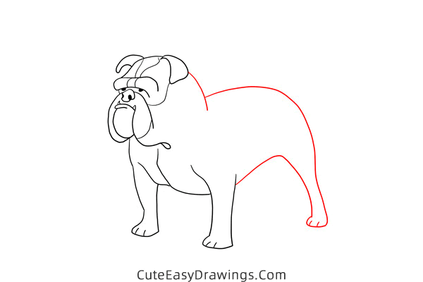 how to draw a bulldog easy - www.cuteeasydrawings.com