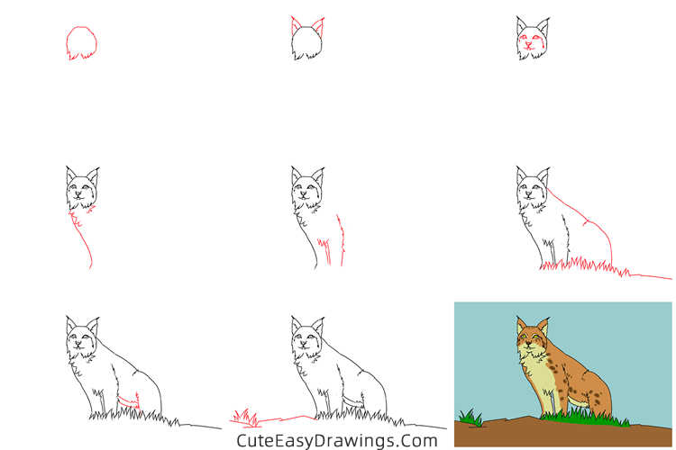 how to draw a lynx easy - www.cuteeasydrawings.com