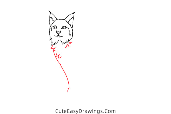 how to draw a lynx easy - www.cuteeasydrawings.com