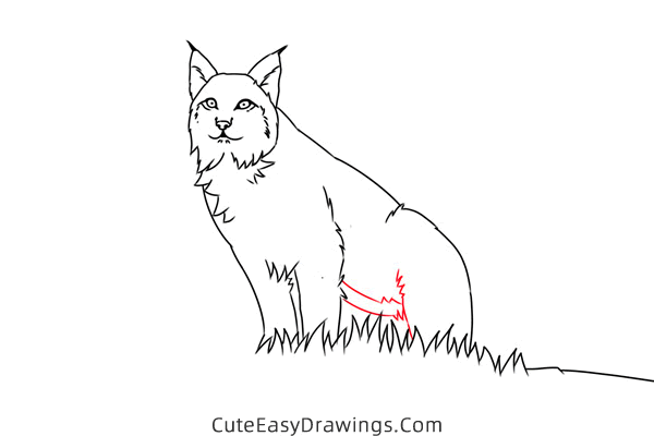 how to draw a lynx easy - www.cuteeasydrawings.com