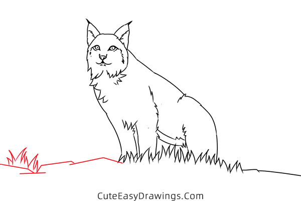 how to draw a lynx easy - www.cuteeasydrawings.com