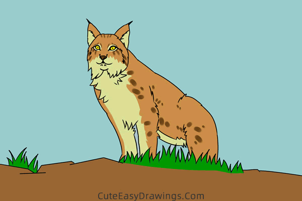 how to draw a lynx easy - www.cuteeasydrawings.com