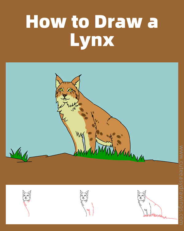 how to draw a lynx easy - www.cuteeasydrawings.com