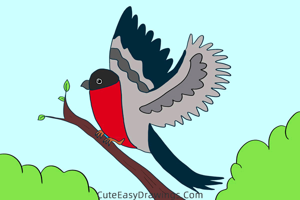 how to draw a bullfinch - www.cuteeasydrawings.com