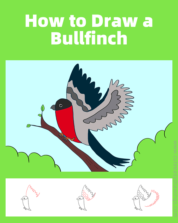 how to draw a bullfinch - www.cuteeasydrawings.com