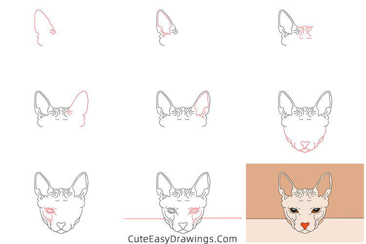 how to draw a sphynx cat face - www.cuteeasydrawings.com