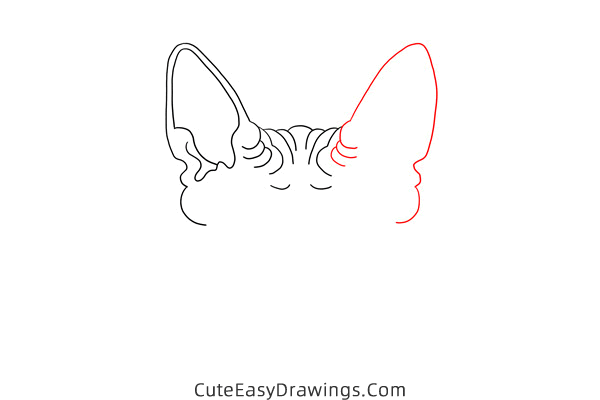 how to draw a sphynx cat face - www.cuteeasydrawings.com