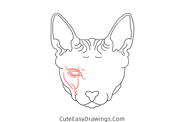 how to draw a sphynx cat face - www.cuteeasydrawings.com