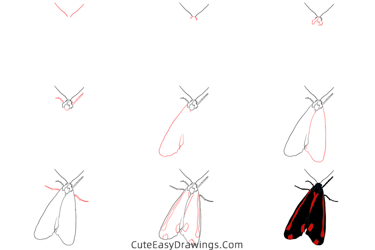 how to draw a moth - www.cuteeasydrawings.com