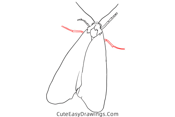 how to draw a moth - www.cuteeasydrawings.com