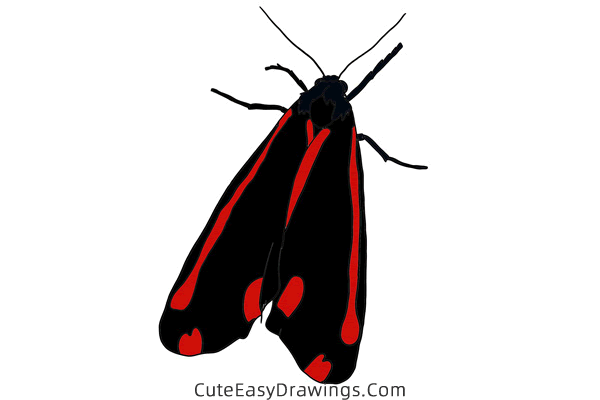 how to draw a moth - www.cuteeasydrawings.com