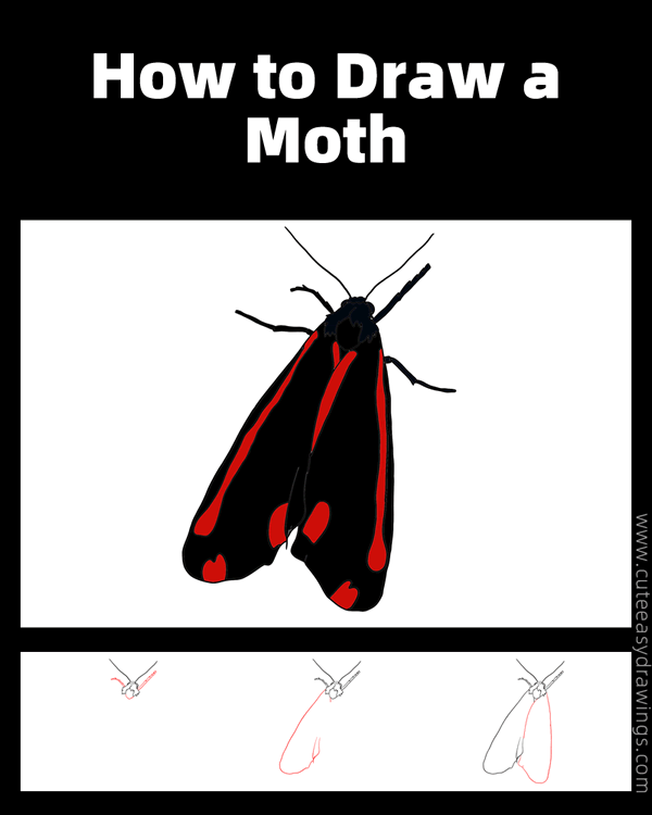 how to draw a moth - www.cuteeasydrawings.com