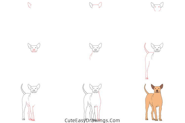 how to draw a realistic dog - www.cuteeasydrawings.com