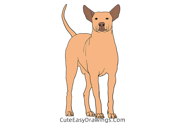 how to draw a realistic dog - www.cuteeasydrawings.com