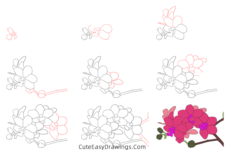 how to draw an orchid - www.cuteeasydrawings.com