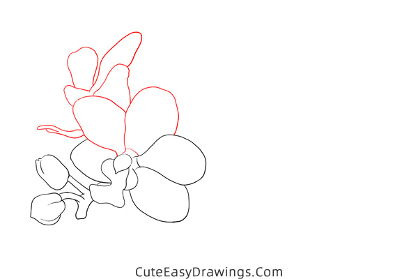 how to draw an orchid - www.cuteeasydrawings.com