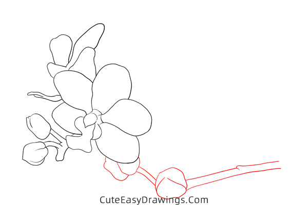 how to draw an orchid - www.cuteeasydrawings.com