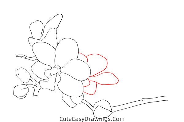 how to draw an orchid - www.cuteeasydrawings.com