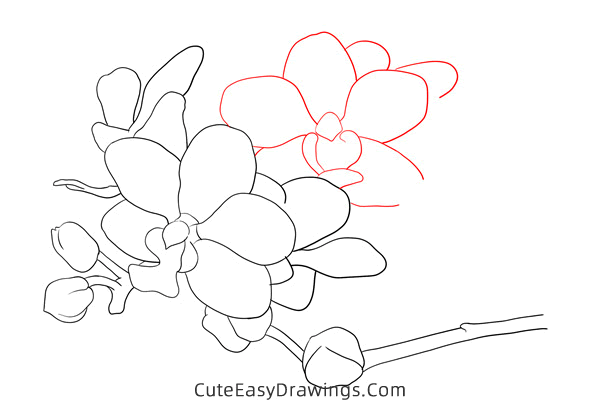 how to draw an orchid - www.cuteeasydrawings.com